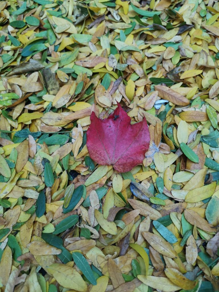 vollmondwanderung, waldbaden, kräuterwandern, jin shin jyutsu